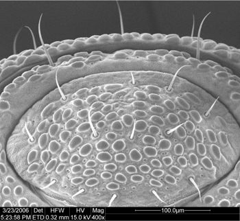 Media type: image;   Invertebrate Zoology 134693